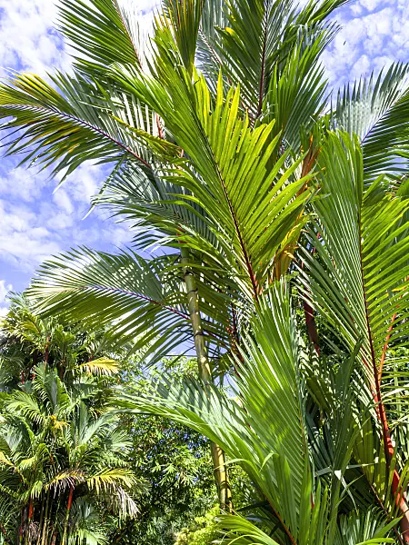 434108 - Sealing wax palm (Cyrtostachys renda)