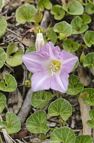 508442 - Seashore false bindweed (Calystegia soldanella)