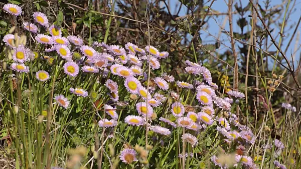 508481 - Seaside daisy (Erigeron glaucus)
