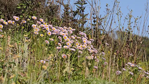 508482 - Seaside daisy (Erigeron glaucus)