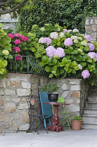 569063 - Seating area with hydrangeas (Hydrangea), Grimaud, France