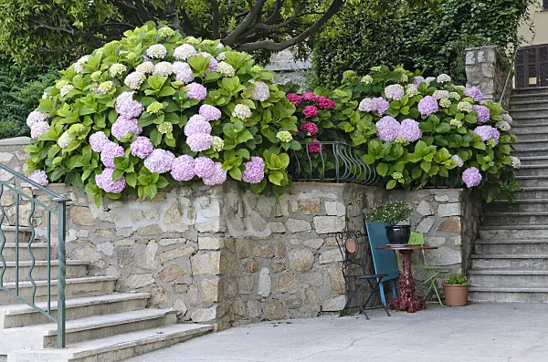 569064 - Seating area with hydrangeas (Hydrangea), Grimaud, France