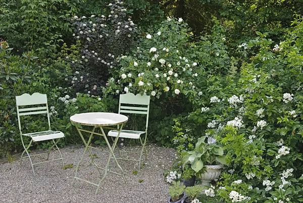 475266 - Seating area with Jacobite rose (Rosa x alba 'Maxima') and multiflora rose (Rosa multiflora)