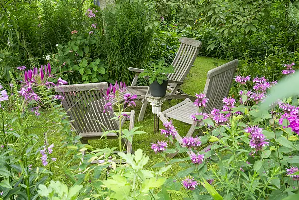 625042 - Seating area with spider flowers (Tarenaya syn. Cleome) and hyssops (Agastache)
