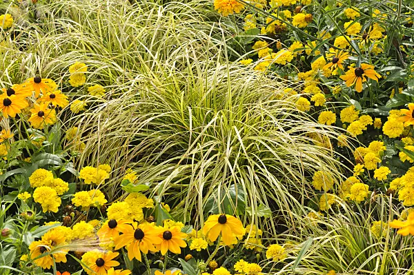476046 - Sedge (Carex dolichostachya 'Kaga Nishiki') and black-eyed Susan (Rudbeckia hirta 'Maya')
