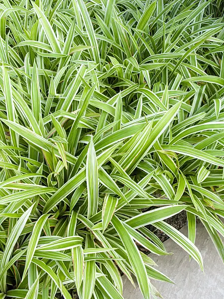 441179 - Sedge (Carex siderosticha 'Variegata')
