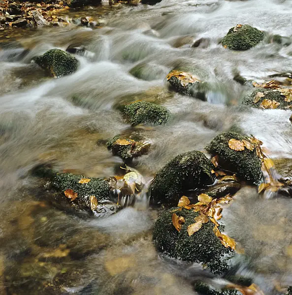 237005 - Seebach, Bavarian Forest National Park, Germany