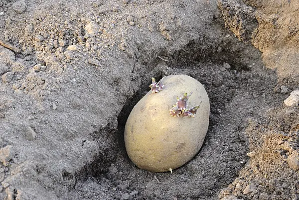 479076 - Seed potatoes
