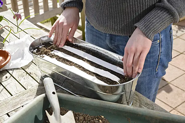 525479 - Seed tape in a flower box (2)