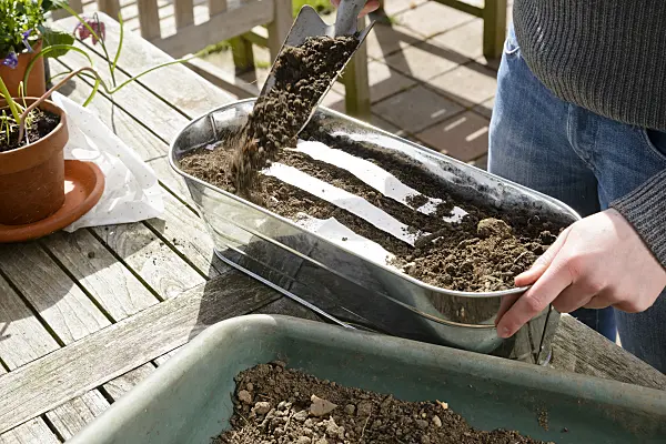 525480 - Seed tape in a flower box (3)