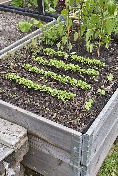 544165 - Seedlings in a raised bed