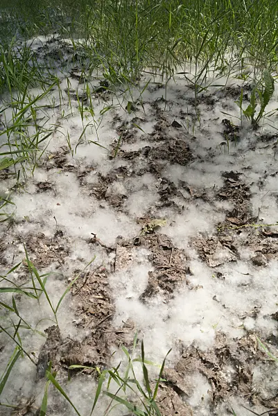558294 - Seeds of a willow on the ground