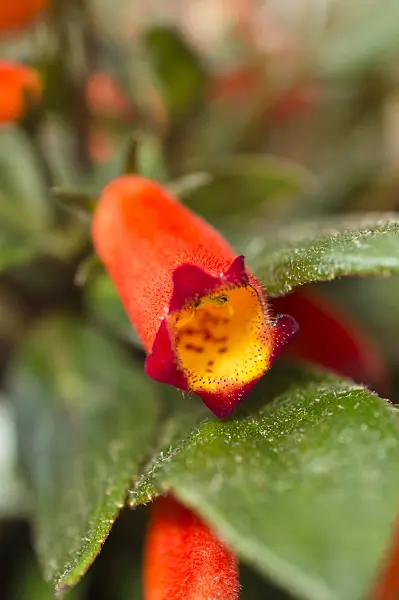 512029 - Seemannia latifolia