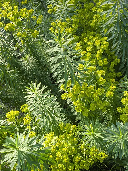 403009 - Seguier's spurge (Euphorbia seguieriana)
