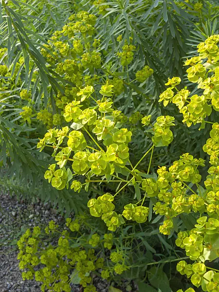 403010 - Seguier's spurge (Euphorbia seguieriana)