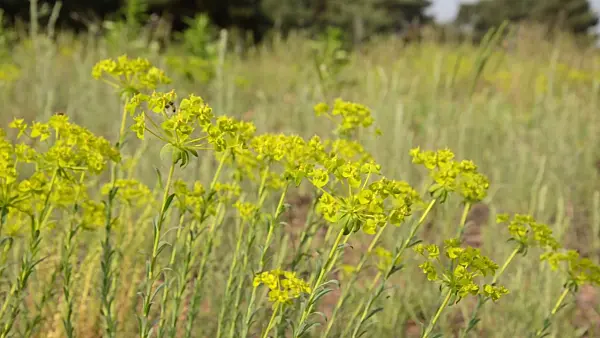 508548 - Seguier's spurge (Euphorbia seguieriana)