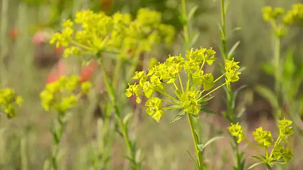 508549 - Seguier's spurge (Euphorbia seguieriana)