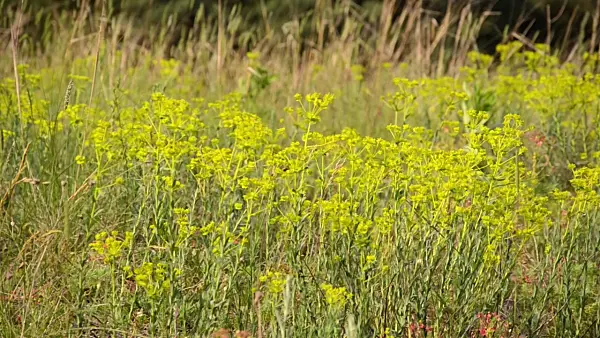 508550 - Seguier's spurge (Euphorbia seguieriana)