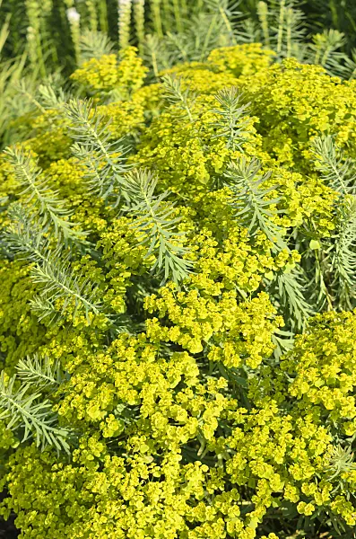 570114 - Seguier's spurge (Euphorbia seguieriana subsp. niciciana)