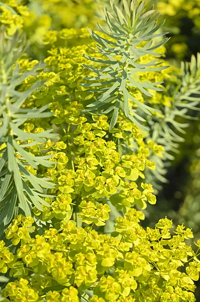 570115 - Seguier's spurge (Euphorbia seguieriana subsp. niciciana)