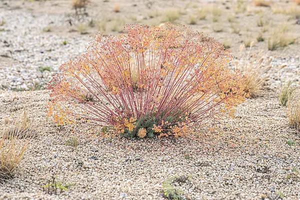 616391 - Seguier's spurge (Euphorbia seguieriana subsp. niciciana)