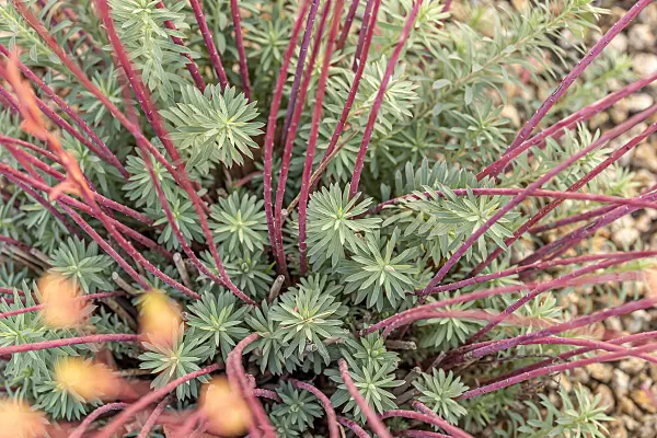 616392 - Seguier's spurge (Euphorbia seguieriana subsp. niciciana)