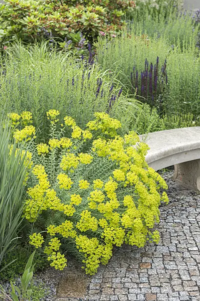 651255 - Seguier's spurge (Euphorbia seguieriana subsp. niciciana)