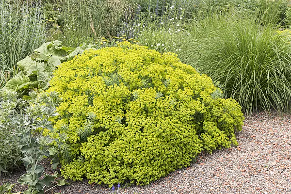 651256 - Seguier's spurge (Euphorbia seguieriana subsp. niciciana)