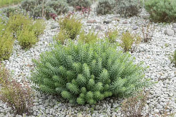 651257 - Seguier's spurge (Euphorbia seguieriana subsp. niciciana)