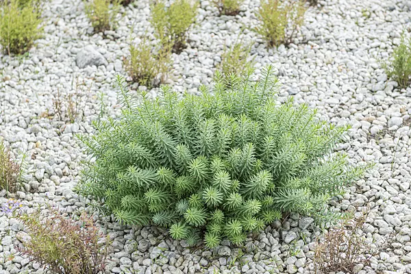 651258 - Seguier's spurge (Euphorbia seguieriana subsp. niciciana)