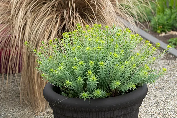 664146 - Seguier's spurge (Euphorbia seguieriana subsp. niciciana)