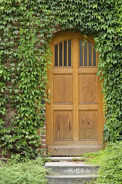 475018 - Selbstkletternde Jungfernrebe (Parthenocissus quinquefolia)