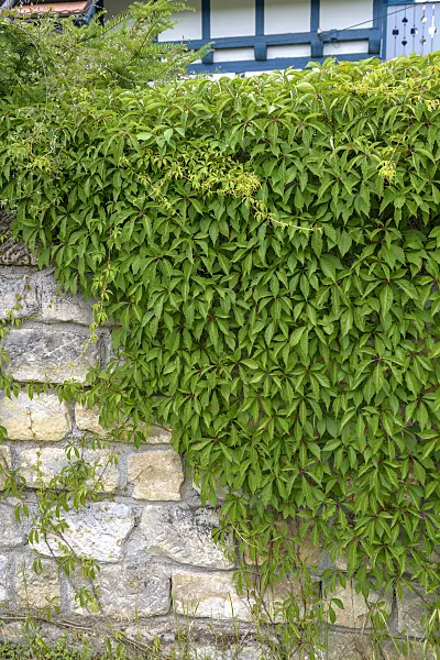 575172 - Selbstkletternde Jungfernrebe (Parthenocissus quinquefolia 'Engelmannii')