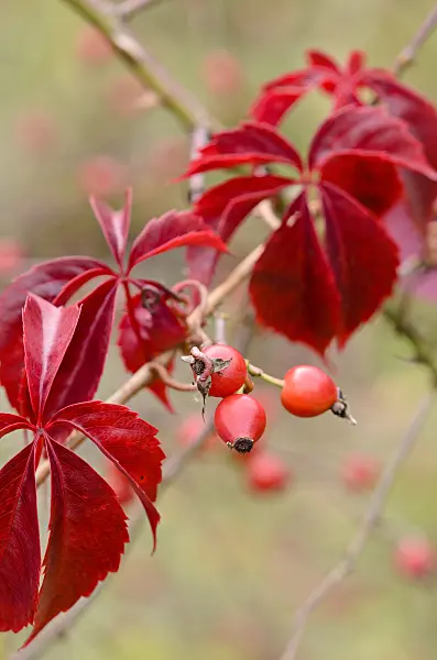 524202 - Selbstkletternde Jungfernrebe (Parthenocissus quinquefolia) und Rose (Rosa) mit Hagebutten