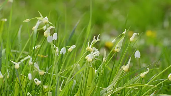 507130 - Seltsamer Lauch (Allium paradoxum)