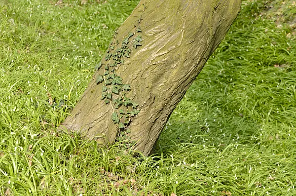 555055 - Seltsamer Lauch (Allium paradoxum) und Gewöhnlicher Efeu (Hedera helix)