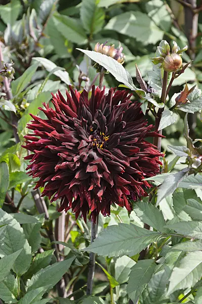 487149 - Semi-cactus dahlia (Dahlia Black Jack)