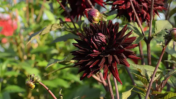 500166 - Semi-cactus dahlia (Dahlia Black Jack)