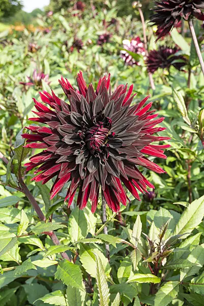 625049 - Semi-cactus dahlia (Dahlia Black Jack)