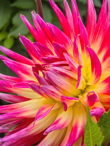 418034 - Semi-cactus dahlia (Dahlia Bora Bora)