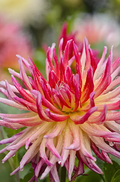 524038 - Semi-cactus dahlia (Dahlia Bora Bora)