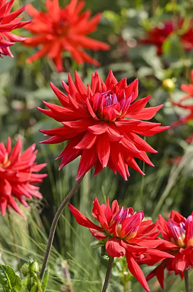 523163 - Semi-cactus dahlia (Dahlia Cycloop)