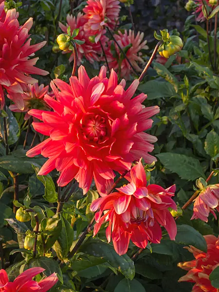 405071 - Semi-cactus dahlia (Dahlia Erich Mehlis)