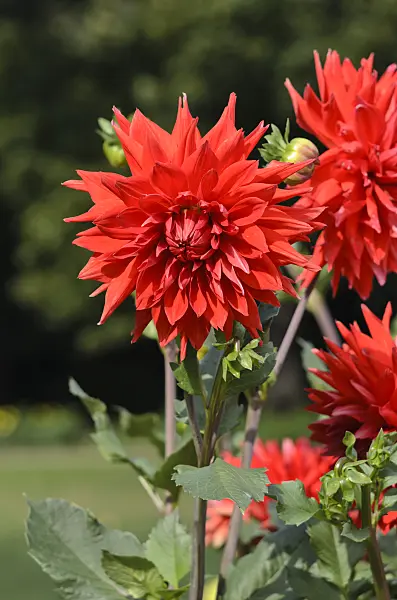 524120 - Semi-cactus dahlia (Dahlia Excalibur)