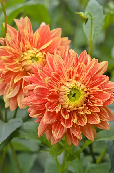 548165 - Semi-cactus dahlia (Dahlia Gartenfreude)