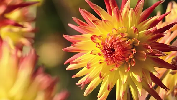 501086 - Semi-cactus dahlia (Dahlia Großenhain)