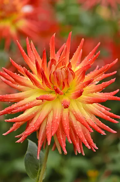 524039 - Semi-cactus dahlia (Dahlia Gryson's Naomi)