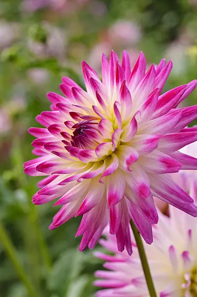 476139 - Semi-cactus dahlia (Dahlia Haley Jane)