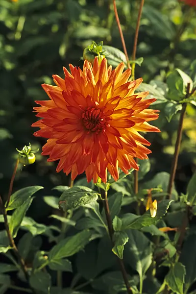 383007 - Semi-cactus dahlia (Dahlia Herzdame)