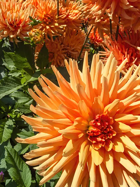 417007 - Semi-cactus dahlia (Dahlia Ludwig Helfert)